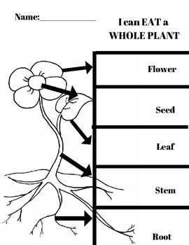 Plant parts- I can eat the whole plant by Naomi Passarelli | TPT