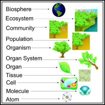 Plant S Biological Levels Of Organization Clip Art By Studio Devanna