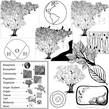 Plant S Biological Levels Of Organization Clip Art By Studio Devanna