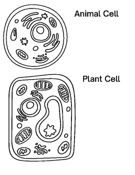 Plant Cells Vs Animal Cells Teaching Resources | TPT
