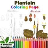 Plantain: Coloring Page and Botanical Description Card