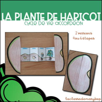 Preview of Plante de haricot - Cycle de vie accordéon