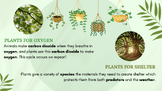 Plants 1 Presentation + Worksheets - Alberta 7 Science - P