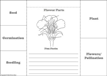 science grade igcse for 3 worksheets Life Activity/ Seeds Plant a Cycle Foldable: of