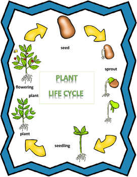 Plants Life Cycle Write the Room Posters Writing Activities For Plant Unit