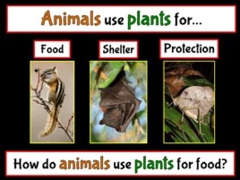 Plants, Animals and their Environment PowerPoint (Interdependence of Animals )