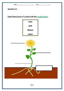 Plants - Assessment by Teaching Resources 4 U | TPT