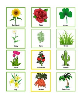 Plants BINGO by Natalie Sagriff | Teachers Pay Teachers