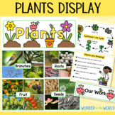 Plants Bulletin Board Classroom Display Posters