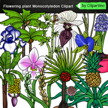 Plants Clip Art/ Monocotyledon/ monocots plants Clip Art /Science Clip Art