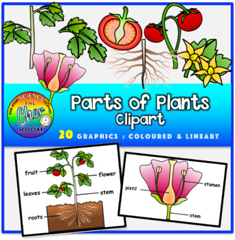 Preview of Plants Clipart- Parts of Plants