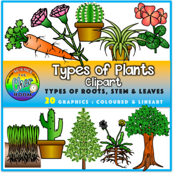 Plants Clipart - Types of Roots, Stem and Leaves by The Cher Room