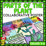 Parts of the Plant Collaborative Poster | Elementary Art A