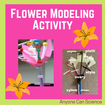 Plants Flower Modeling Activity by Anyone Can Science | TPT