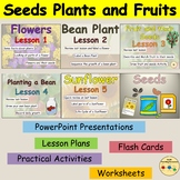 Plants Flowering Plants Life Cycle Sunflower Bean Plant Wo