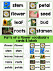 Plants Flowers Experiments, Parts of Flower Word Wall Cards, Pages ...