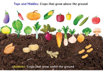 Plants Foods Vegetables That Grow Above And Below The Soil Tops And Bottoms