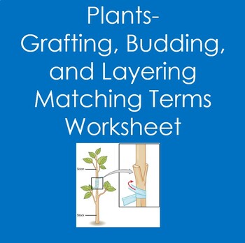 Plants: Grafting, Budding, and Layering- Matching Terms Worksheet ...