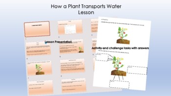 Preview of Plants - How Water is Transported Lesson