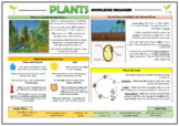 Plants Knowledge Organizer! (for Grades 1-2)