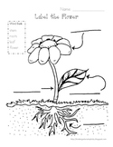 Plants - Label the Flower, Lima Bean Observation