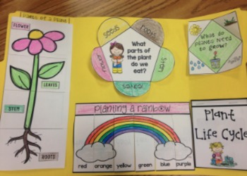 plants lapbook by melissa machan first grade smiles tpt