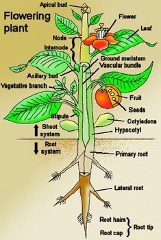 Preview of Plants: Lesson 1 Plant Importance, Anatomy & Function