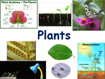 Preview of Plants Lesson - classroom unit, study guide, state exam prep 2023-2024
