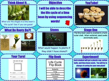 Preview of Plants Life Cycle Bundle