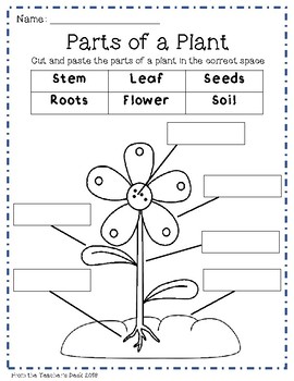 Plants Mini Unit by From the Teacher's Desk | Teachers Pay Teachers