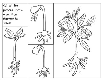 Preview of Plants-Order by Size and Life Cycle of a Plant