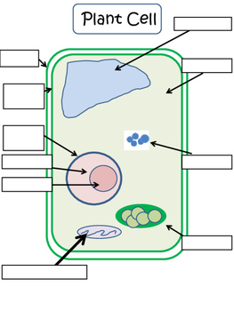 Plants: Parts, Life Cycle, & The Plant Cell (Test Included) | TPT