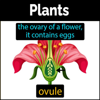 plant ovary