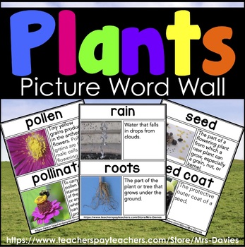 Preview of Plants Picture Word Wall - Real Pictures