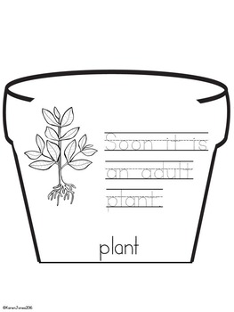 Plants Life Cycle Flip Book – Mrs Jones's Class