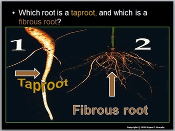 Preview of Roots, Plant Tropisms, Plant Hormones, Leaf Processes Unit