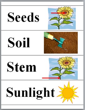 Preview of Plants Illustrated Science Word Wall