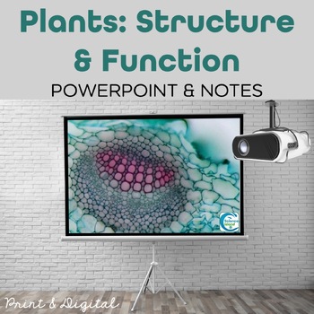 Preview of Plants: Structure and Function PowerPoint and Notes - PPT and Google Slides
