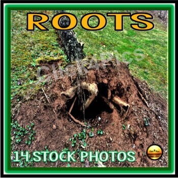 Preview of Stock Photos - Types of ROOTS - TpT Sellers -Science Activities
