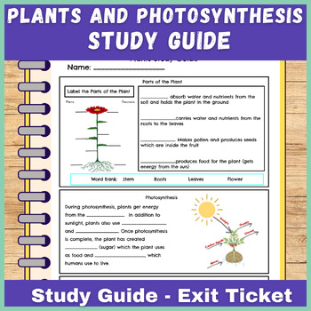 Preview of Plants and Photosynthesis Exit Ticket - Study Guide Worksheet - Test Prep