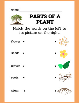 Plants Units - Parts of a Plant and Plant Life Cycle Worksheets | TPT