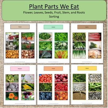 Plants We Eat Science Parts of a Plant Montessori by Simply Montessori