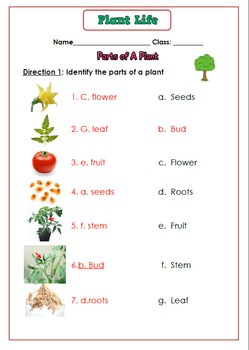 Plants Worksheet G.2-3 by Smiley Teacher | Teachers Pay Teachers