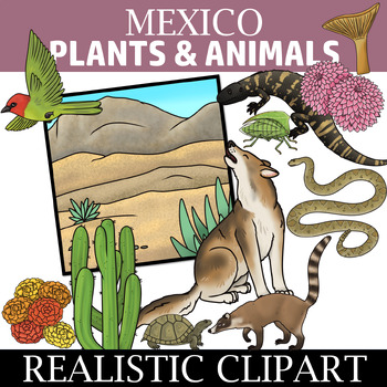 Preview of Plants and Animals of Mexico Clipart