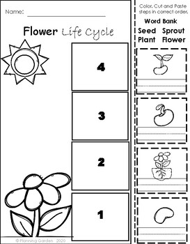 Parts of Flower and Life Cycle by Planning Garden | TpT