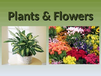 Plants and flowers by PreK Owlet | TPT