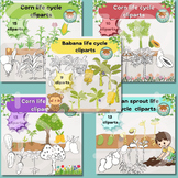 Plants life cycle cliparts : Banana, Bean sprout, Corn, Ma