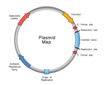 Preview of Plasmid Map.