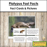 Platypus Fast Facts - Montessori Zoology Cards & Pictures