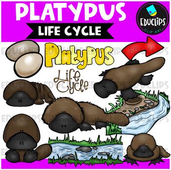 Preview of Platypus Life Cycle Clip Art Set {Educlips Clipart}